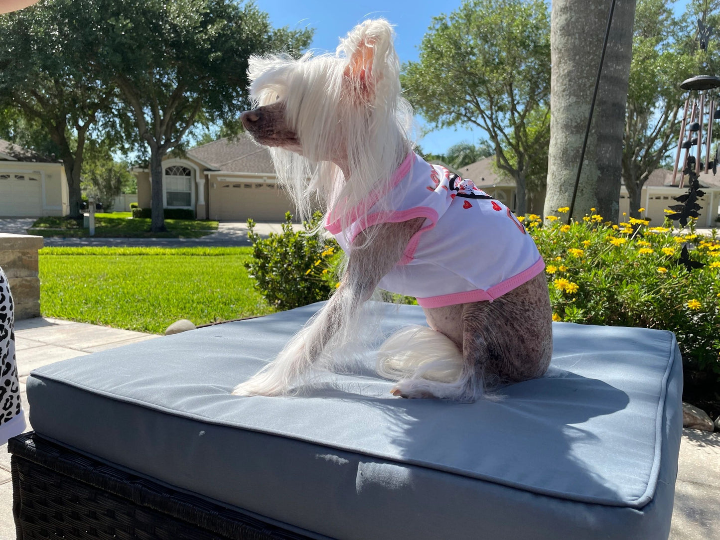 Medium Dog/Cat shirts