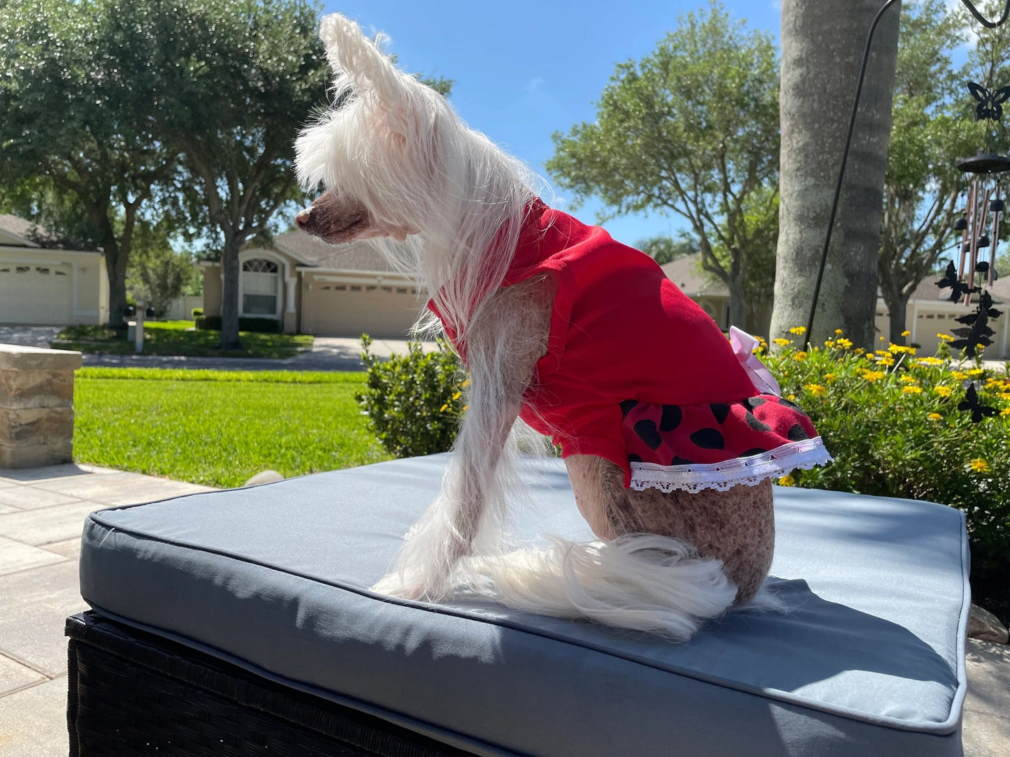 Medium Dog / Cat dress